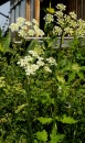 Wiesen-Baerenklau - Heracleum sphondylium * 809 x 1349 * (464KB)